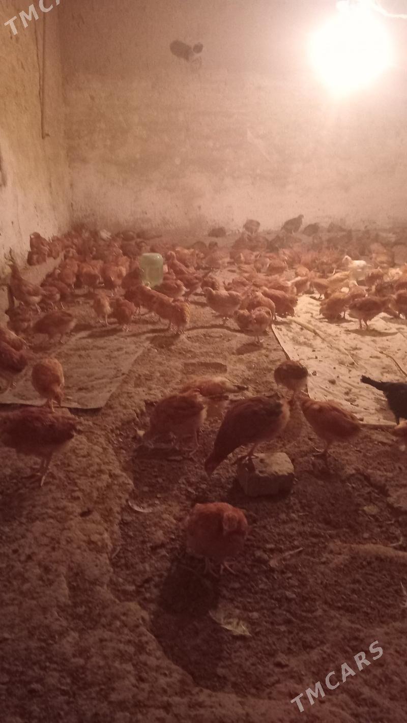 Juyje - Мары - img 2