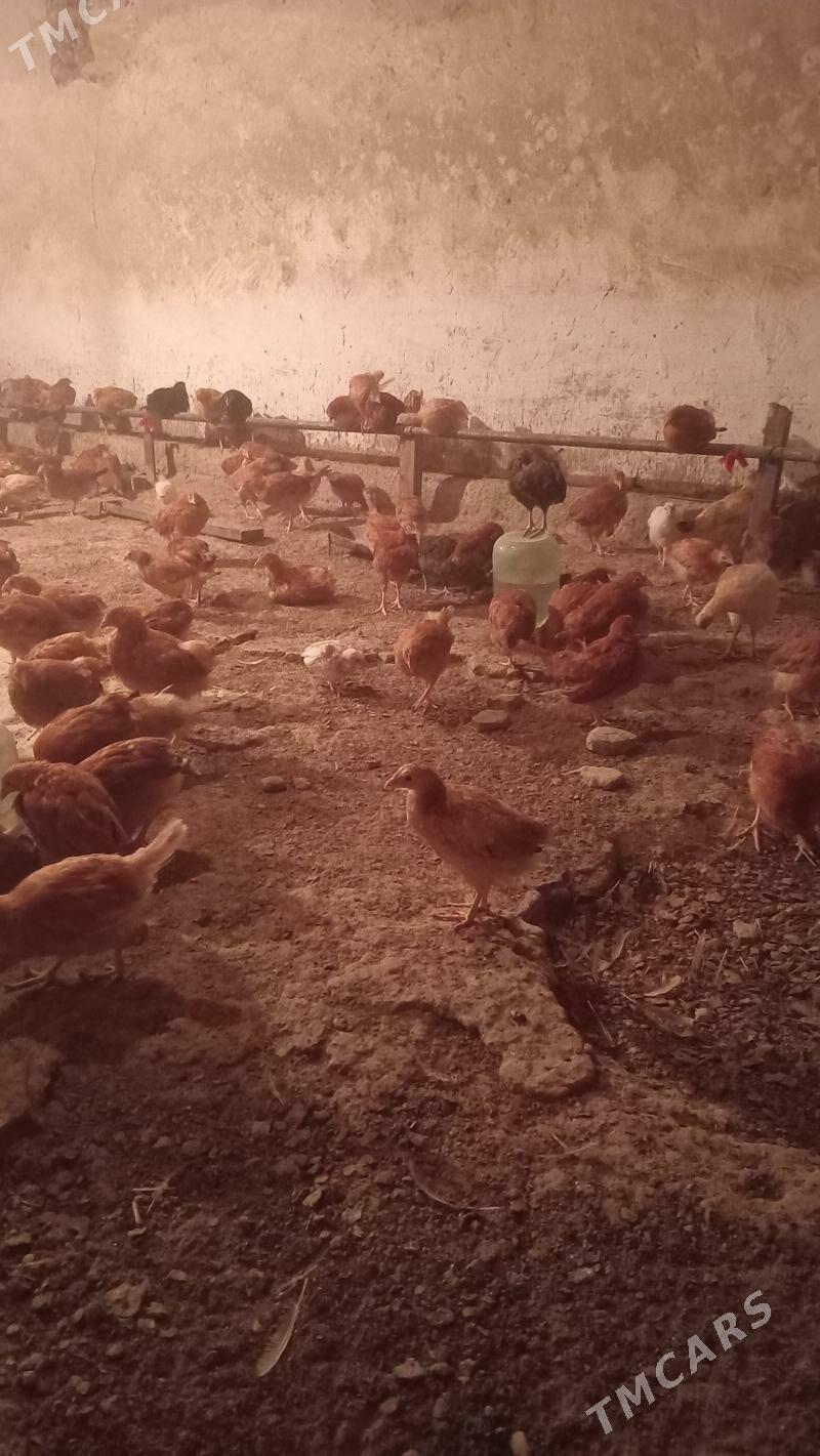 Juyje - Мары - img 5