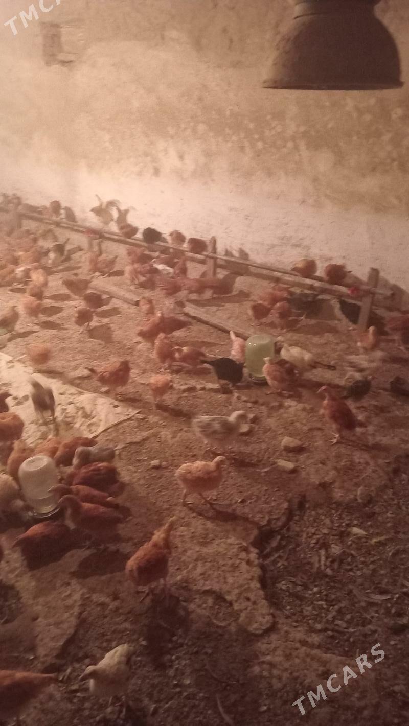 Juyje - Мары - img 4