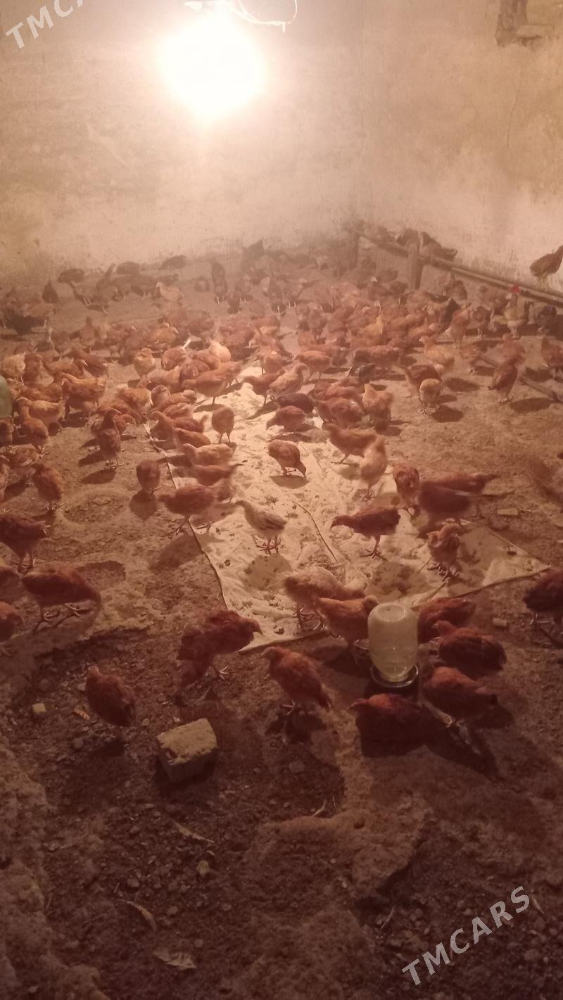 Juyje - Мары - img 3