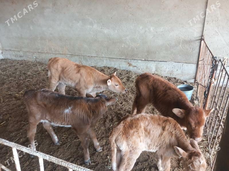 goleler - Wekilbazar - img 1