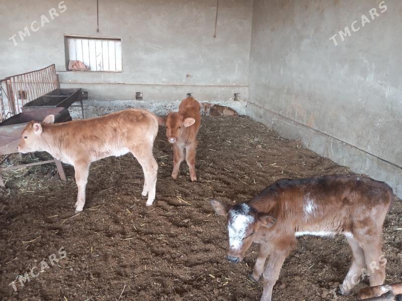 goleler - Wekilbazar - img 3