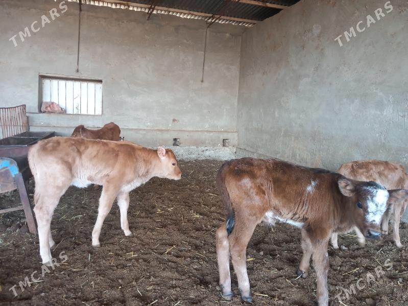 goleler - Wekilbazar - img 2