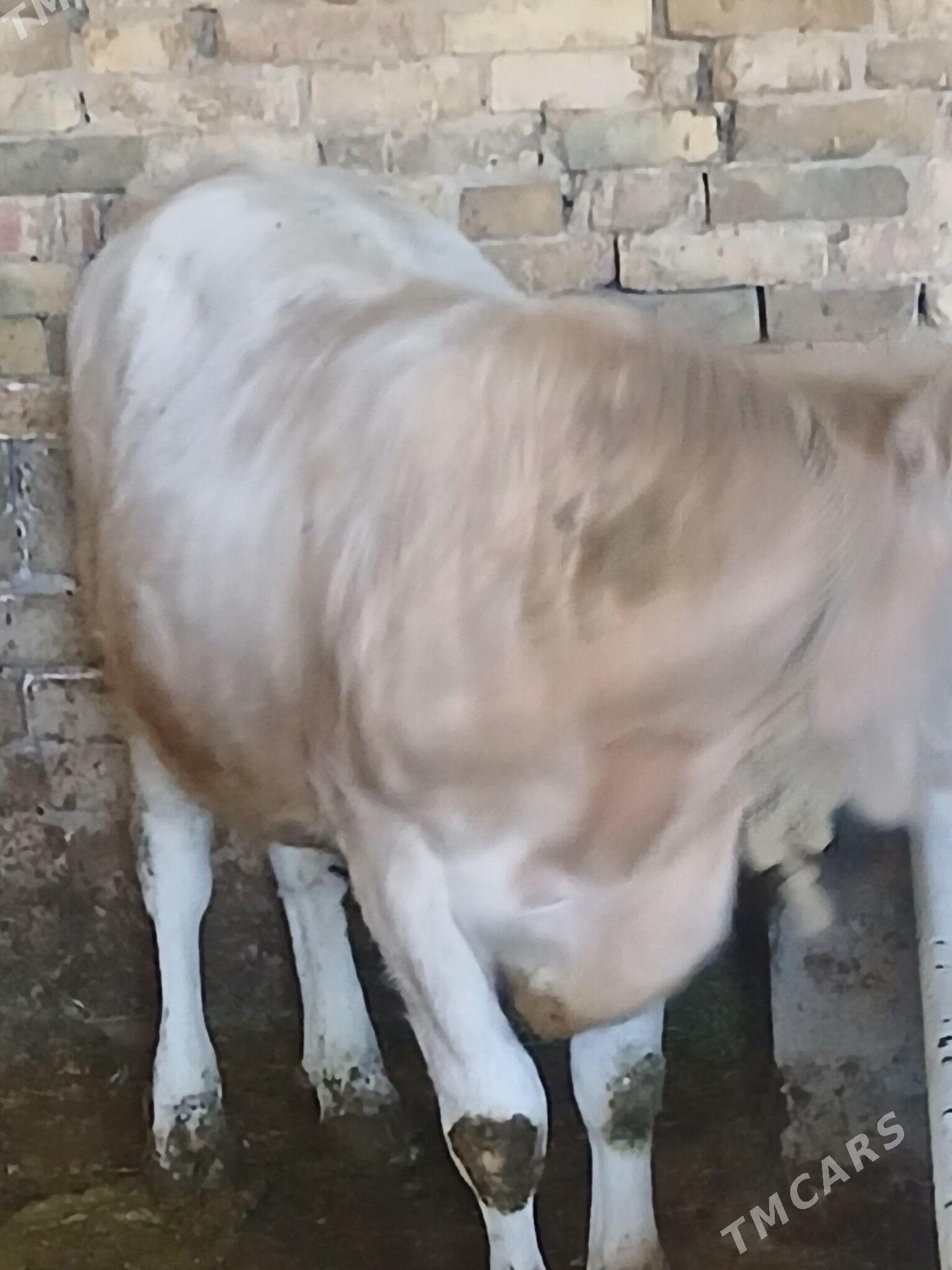 gole okuz - Хитровка - img 4