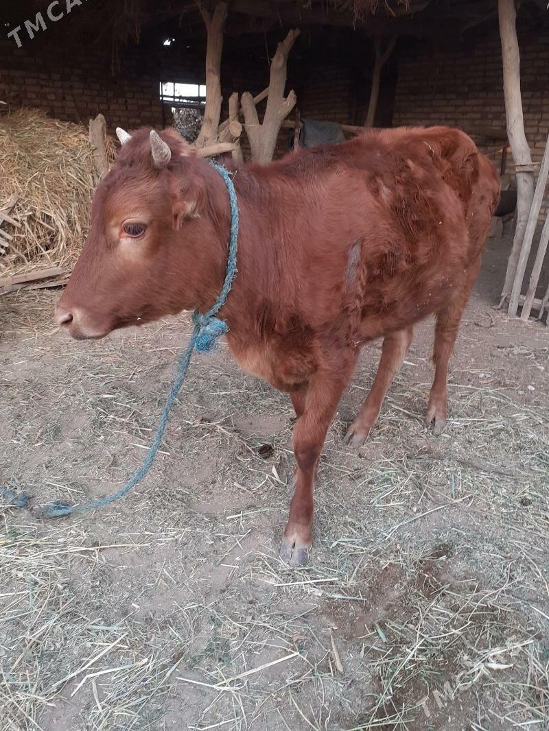 unajyn - Фарап - img 2