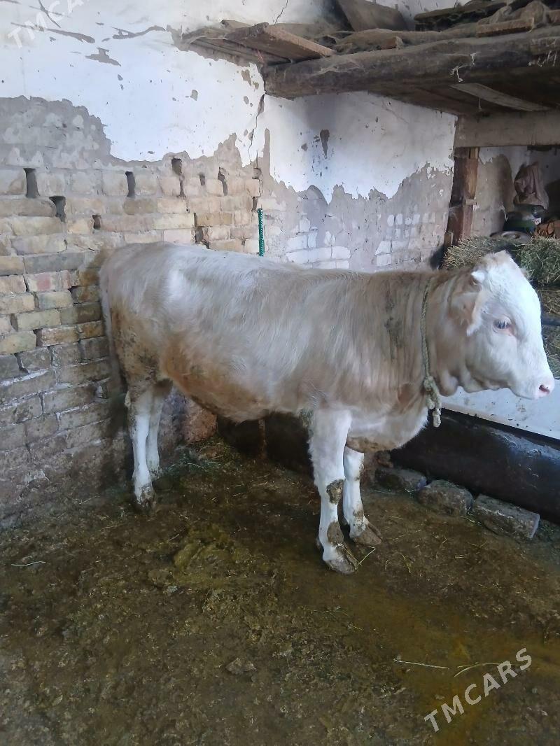 gole okuz - Хитровка - img 2