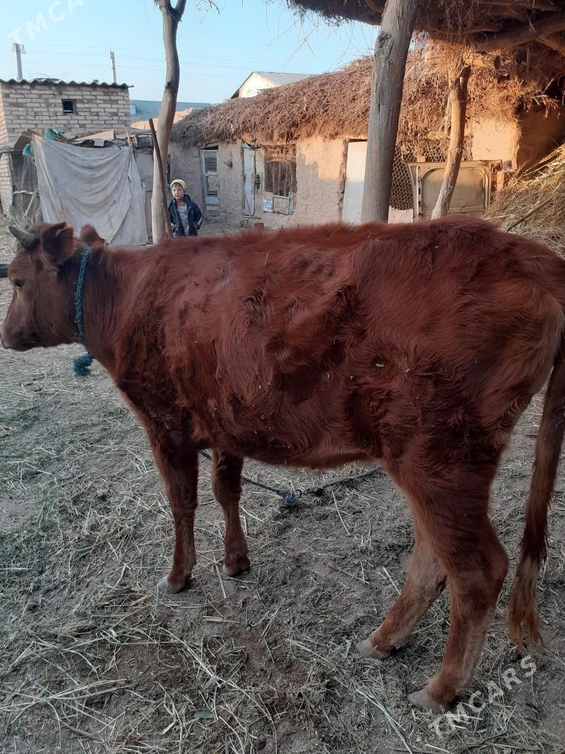 unajyn - Фарап - img 3