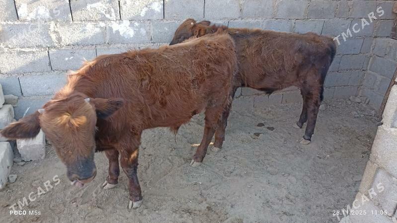 öküz - Balkanabat - img 4