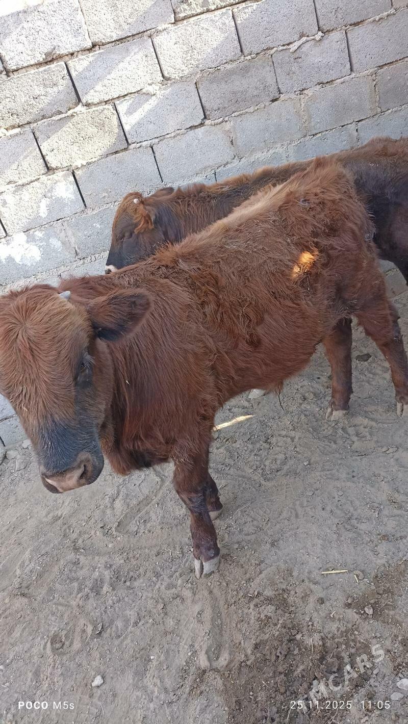 öküz - Balkanabat - img 5