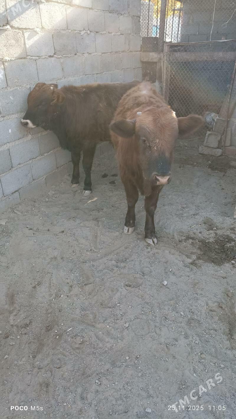 öküz - Balkanabat - img 6