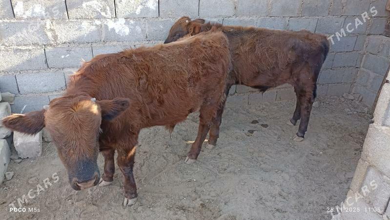 öküz - Balkanabat - img 3