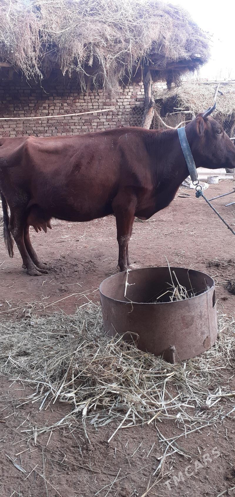 unajyn - Фарап - img 4