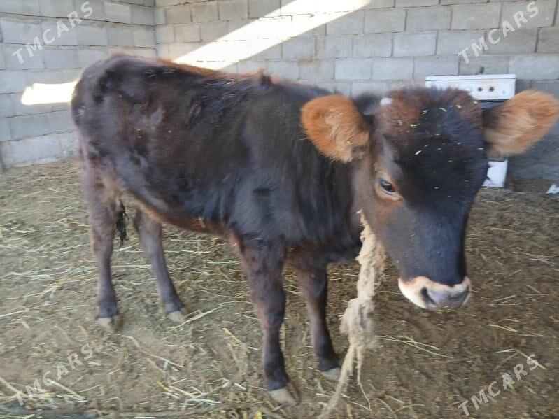 Göle - Херрикгала - img 2