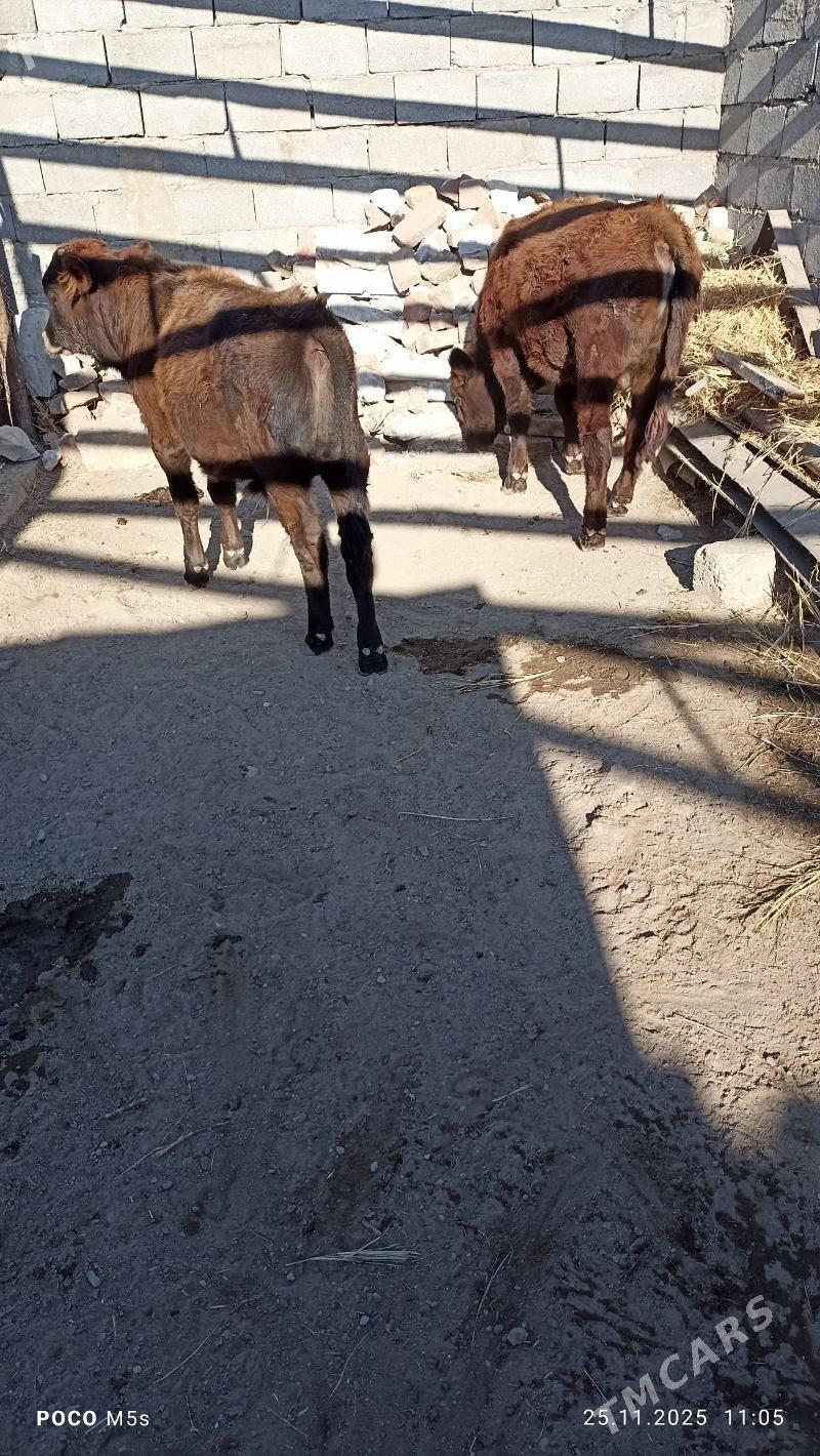 öküz - Balkanabat - img 9