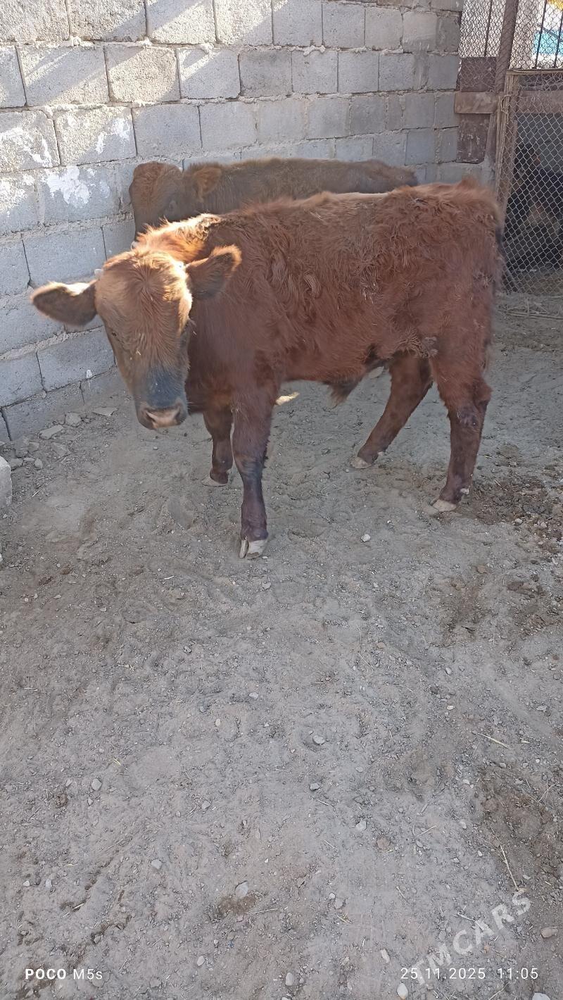 öküz - Balkanabat - img 7