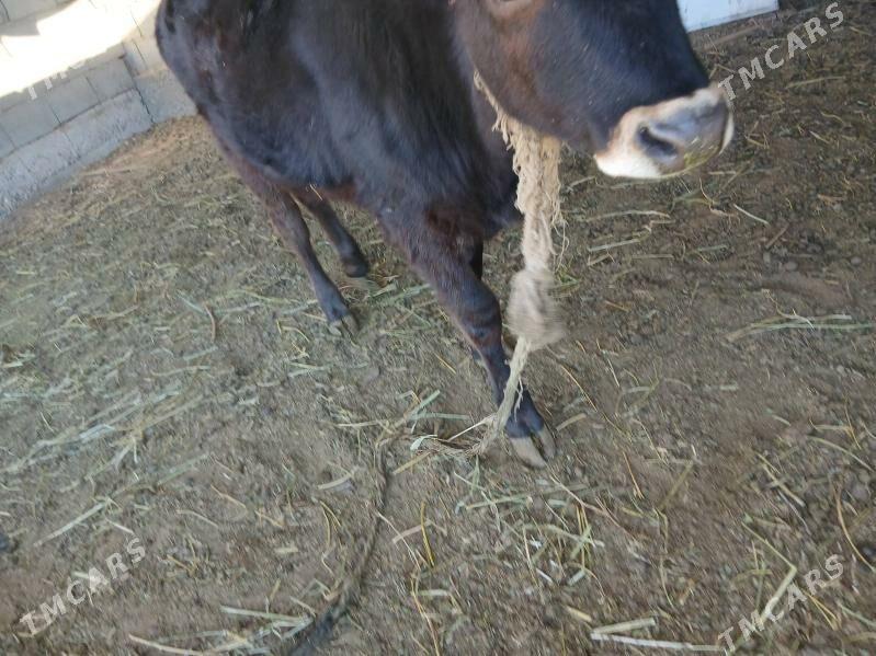 Göle - Херрикгала - img 3