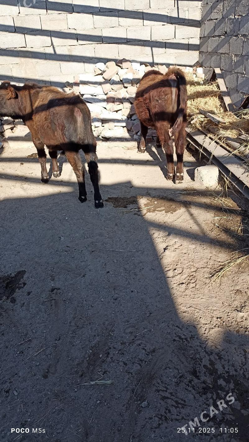 öküz - Balkanabat - img 8