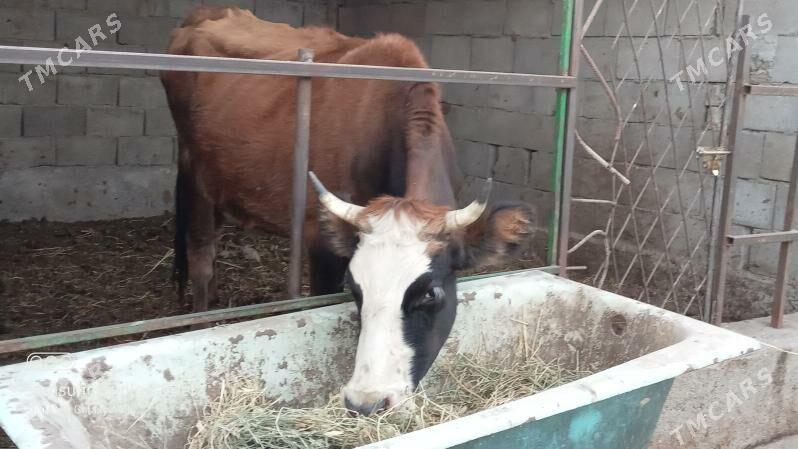 3 ÝAŞAN TUWE - Гёкдепе - img 2