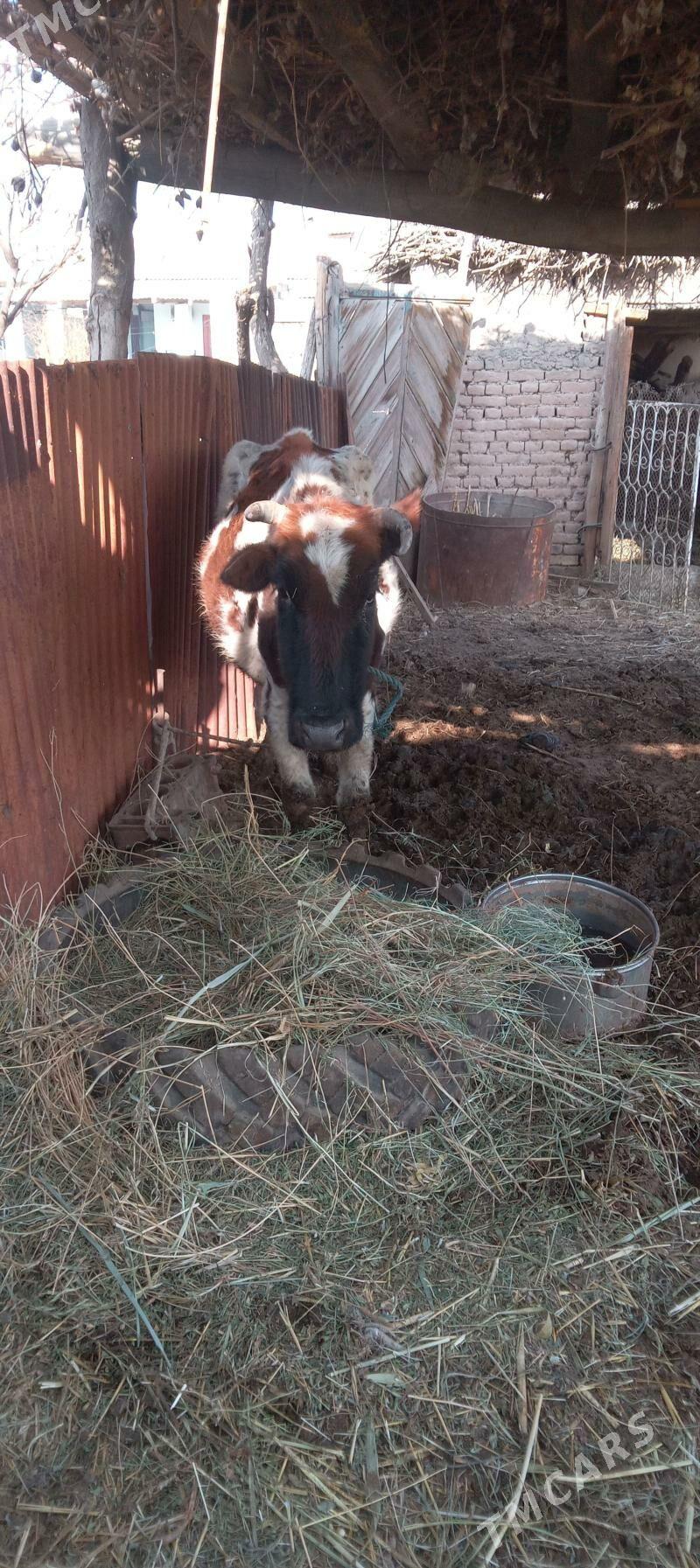 Mallar sagdyn ilalaşyk bar! - Туркменабат - img 7