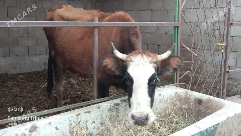 3 ÝAŞAN TUWE - Гёкдепе - img 4