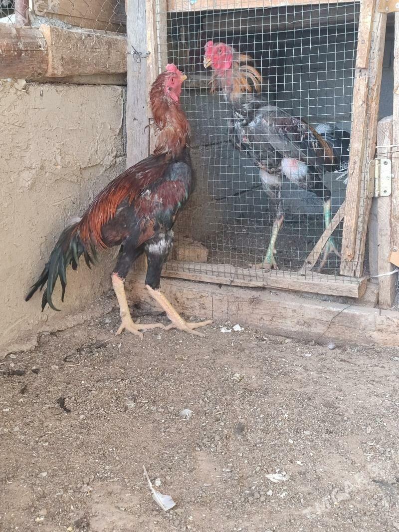 tasgent horaz - Ашхабад - img 3