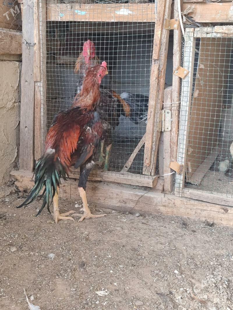 tasgent horaz - Ашхабад - img 2