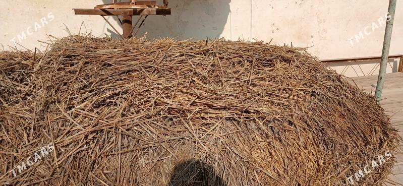 Saman - Туркменабат - img 2