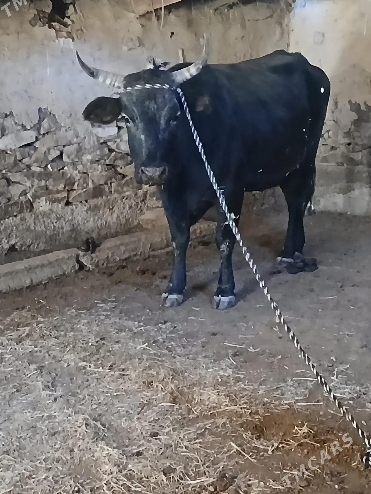 Sygyr - Bäherden - img 1