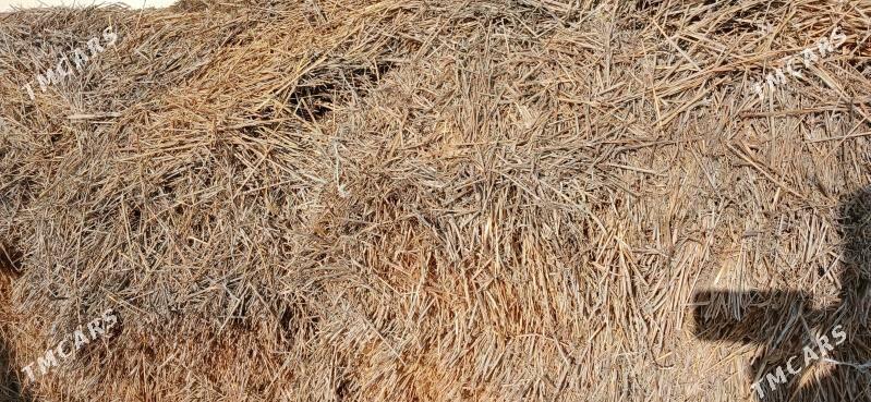 Saman - Туркменабат - img 3