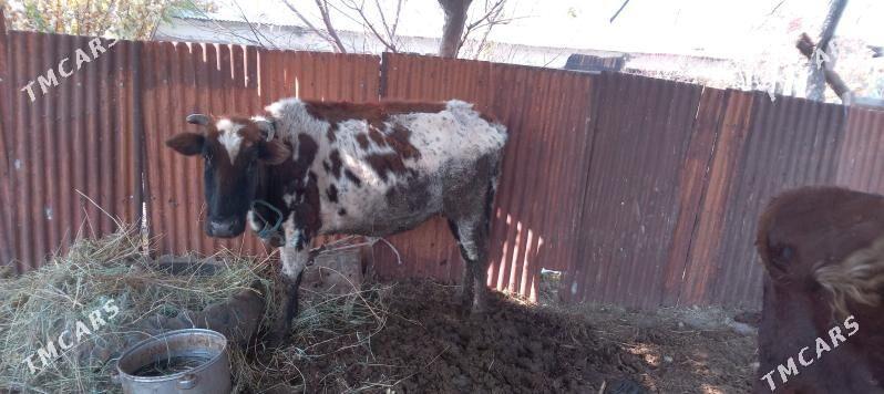 Mallar sagdyn ilalaşyk bar! - Туркменабат - img 6