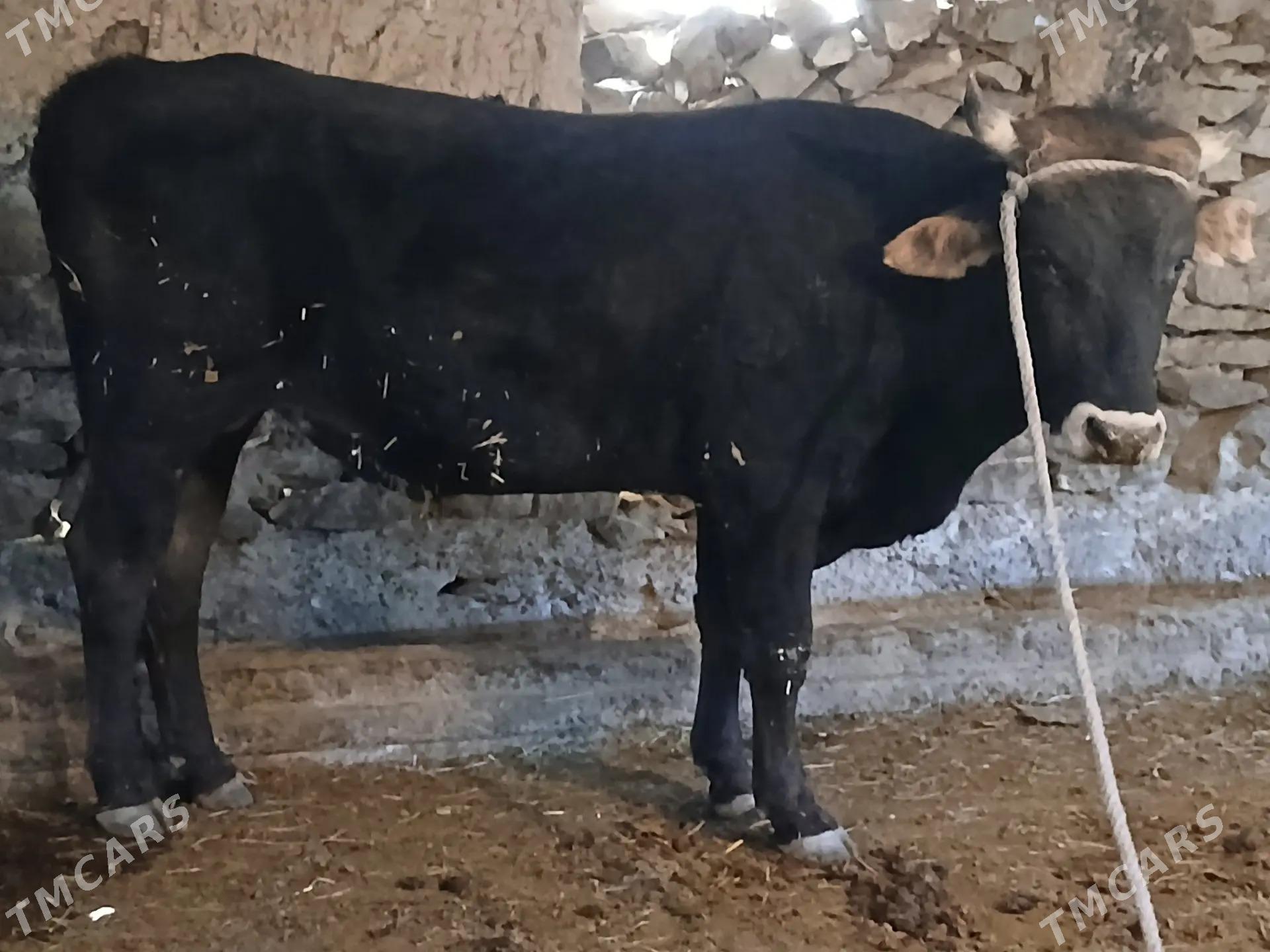 Ökuz - Bäherden - img 2