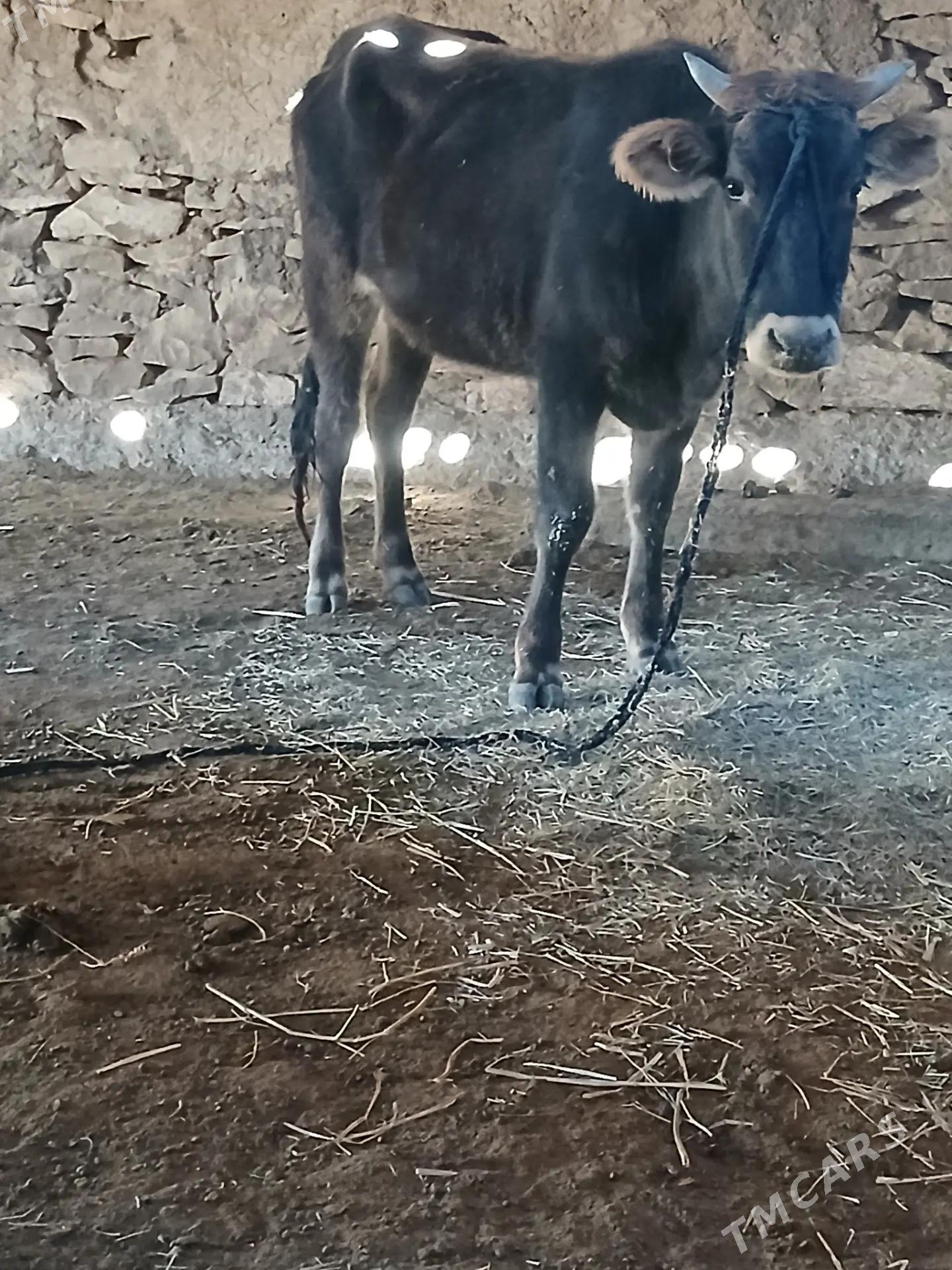 Sygyr - Bäherden - img 2