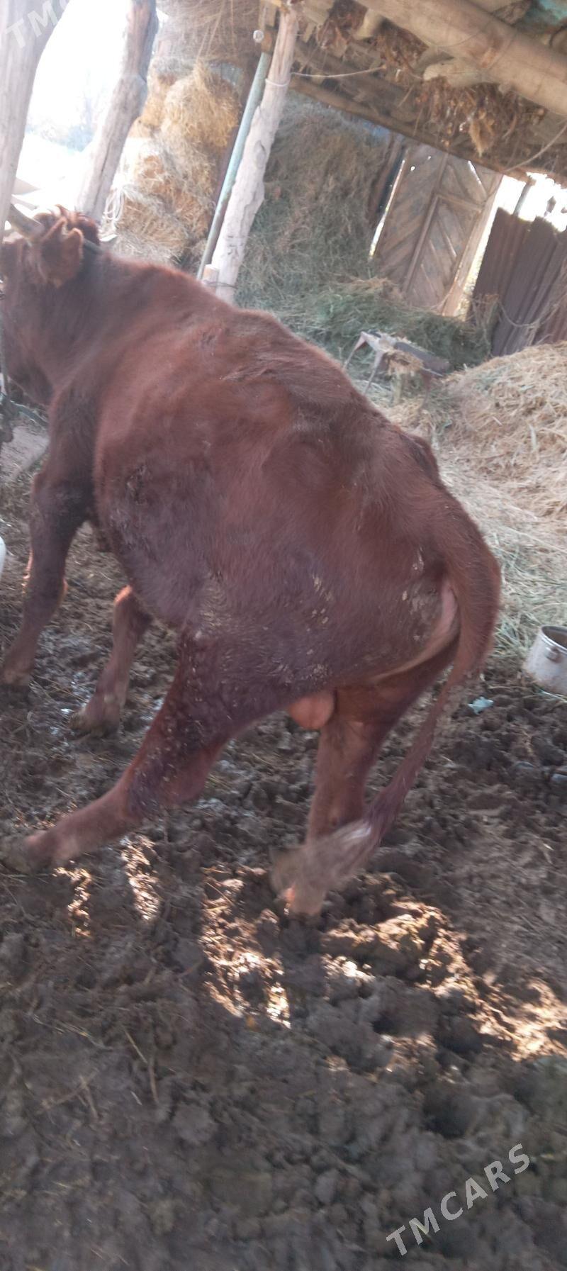 Mallar sagdyn ilalaşyk bar! - Туркменабат - img 10