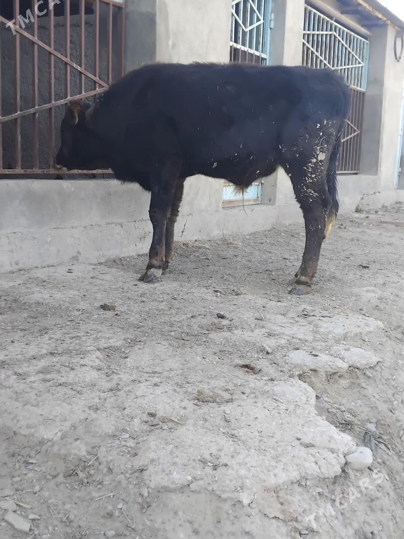 Okuz - Bäherden - img 2