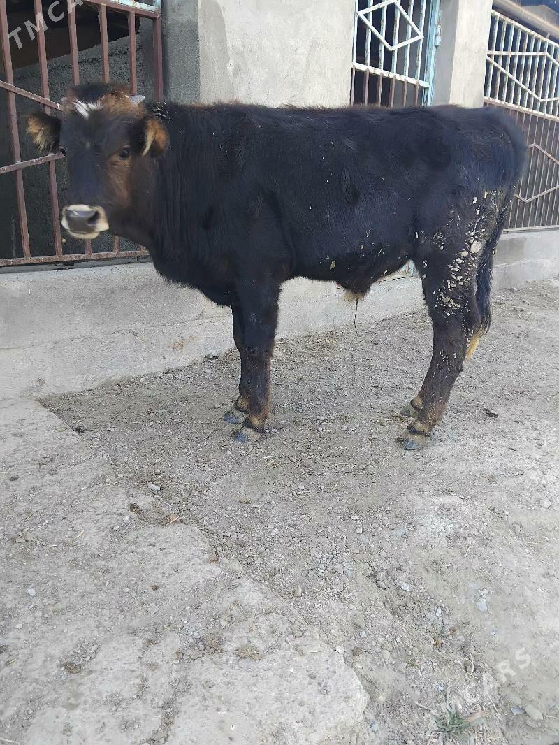 Okuz - Bäherden - img 3