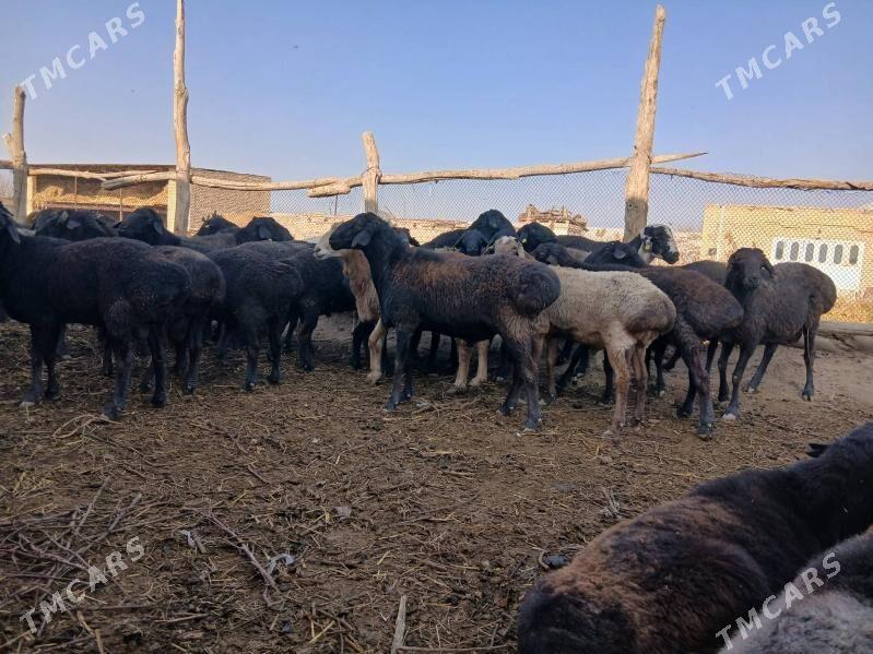 Gocgar-goyunlar - Чарджоу - img 2