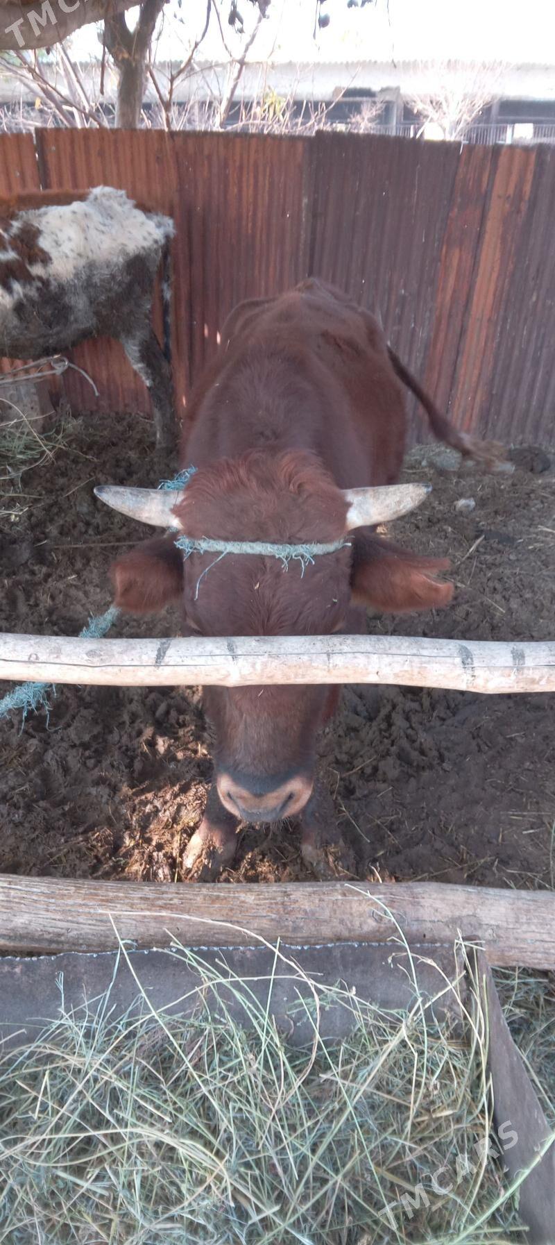 Mallar sagdyn ilalaşyk bar! - Туркменабат - img 4