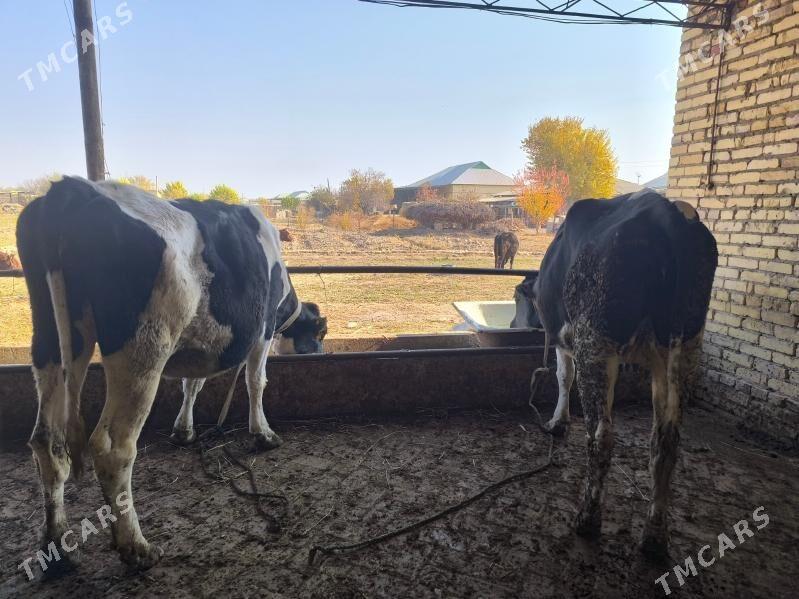 golishteyin bogaz gunajynlar - Гарабекевюл - img 4