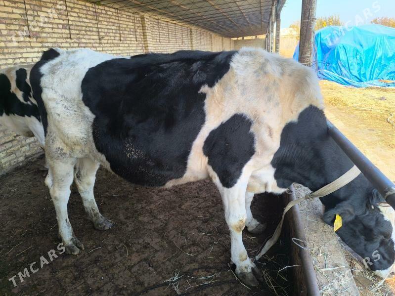 golishteyin bogaz gunajynlar - Гарабекевюл - img 5