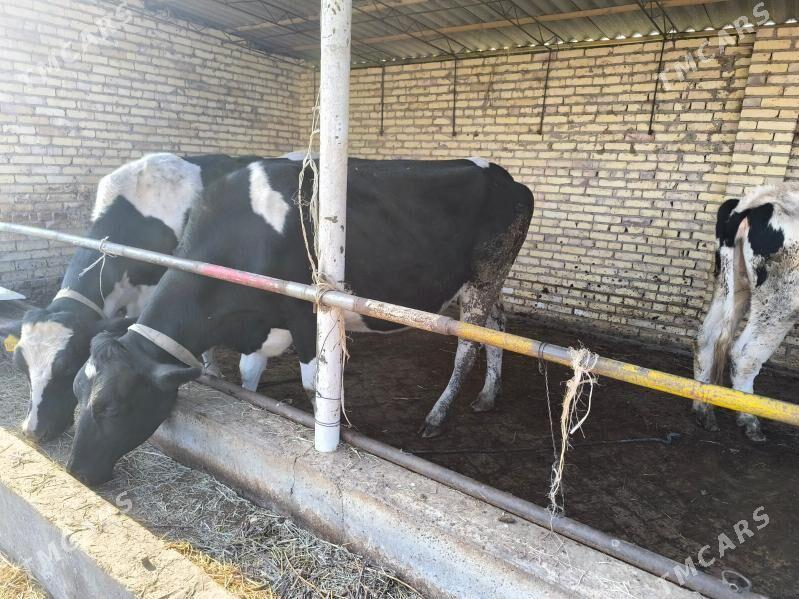 golishteyin bogaz gunajynlar - Гарабекевюл - img 2