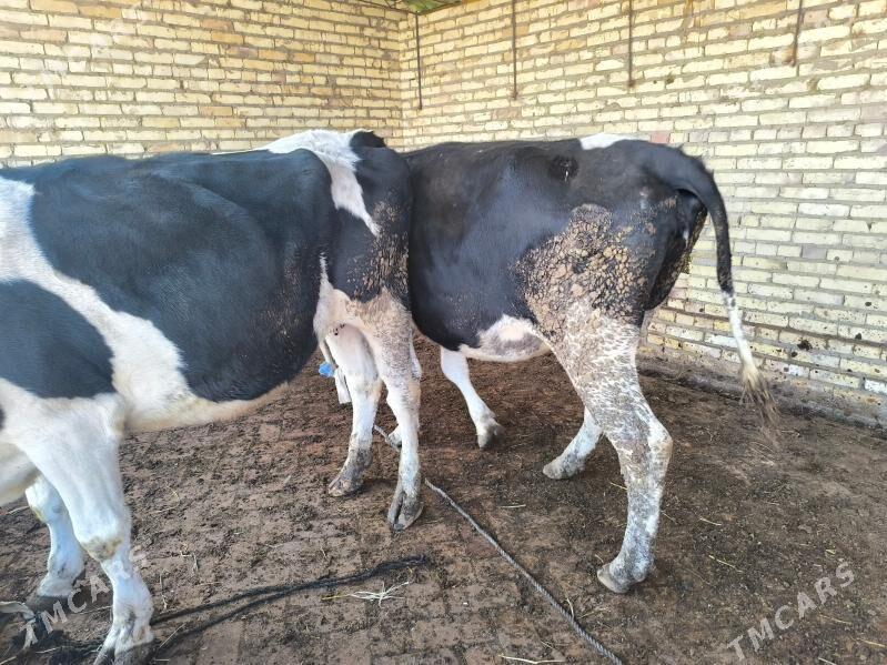 golishteyin bogaz gunajynlar - Гарабекевюл - img 3