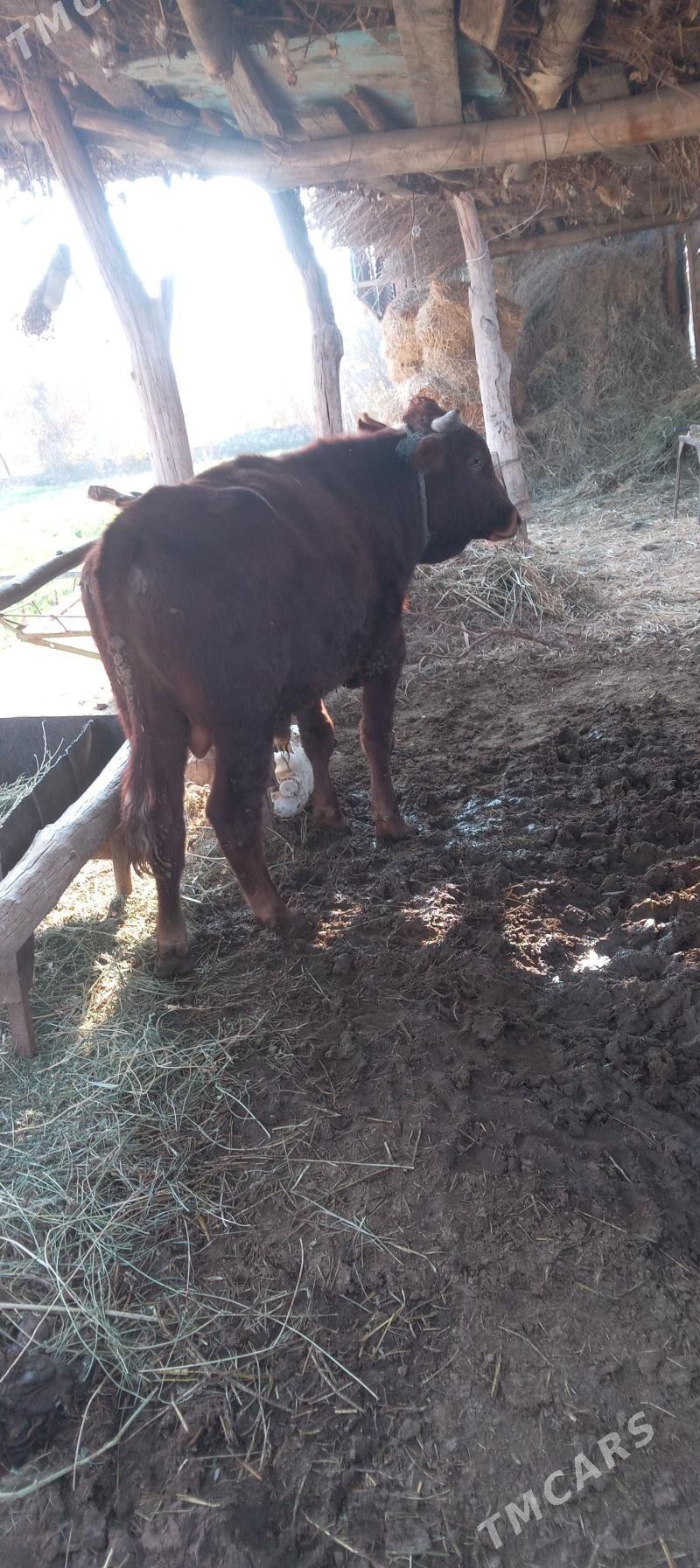 Mallar sagdyn ilalaşyk bar! - Туркменабат - img 9