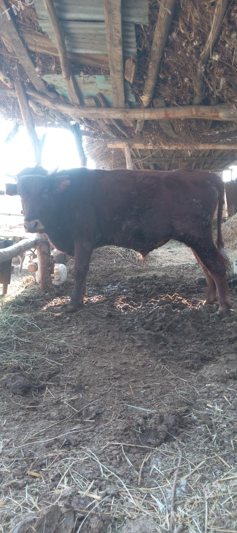 Mallar sagdyn ilalaşyk bar! - Туркменабат - img 5