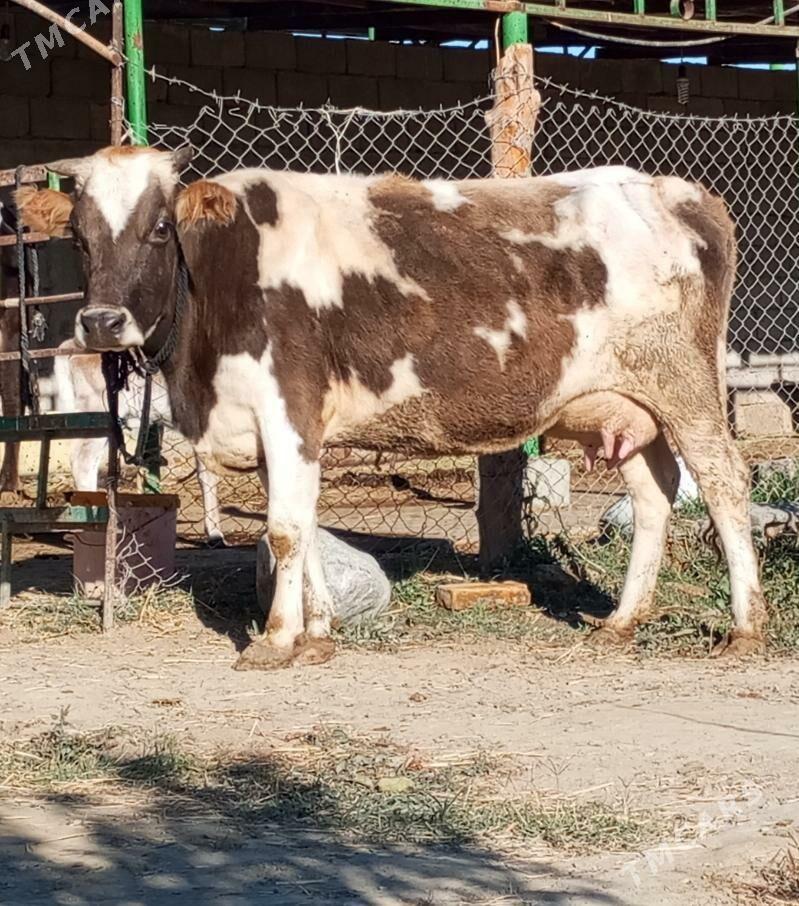 GÖLELİ SYGYR - Gökdepe - img 4