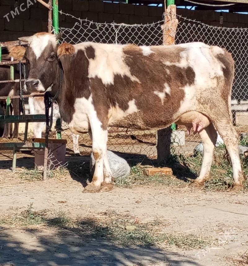 GÖLELİ SYGYR - Gökdepe - img 2