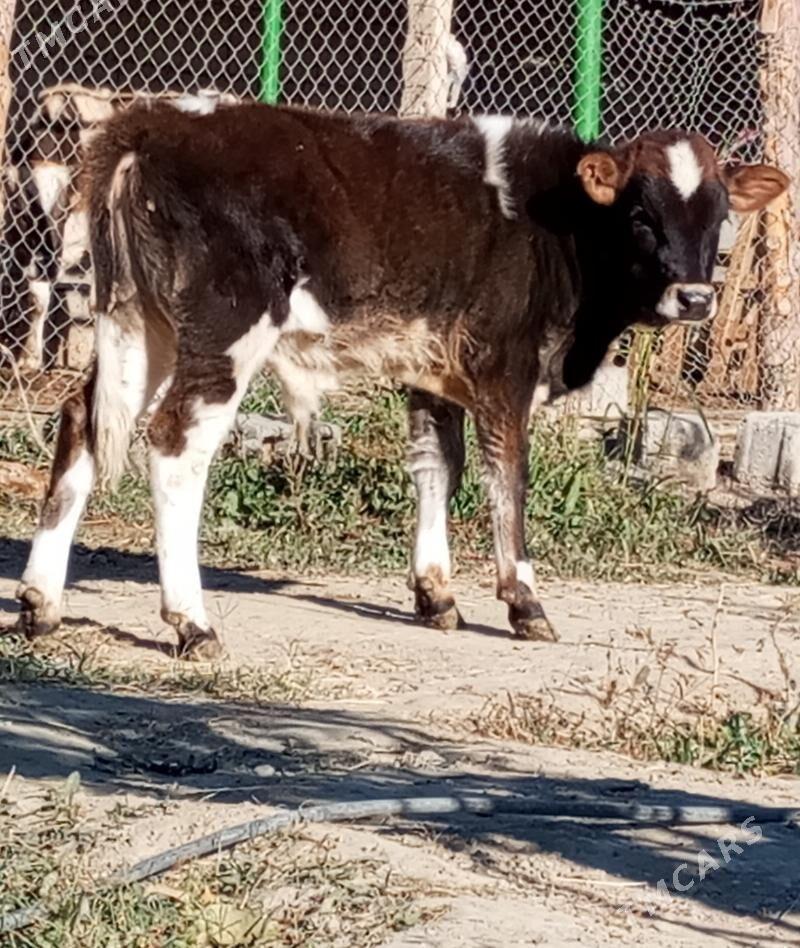 GÖLELİ SYGYR - Gökdepe - img 3