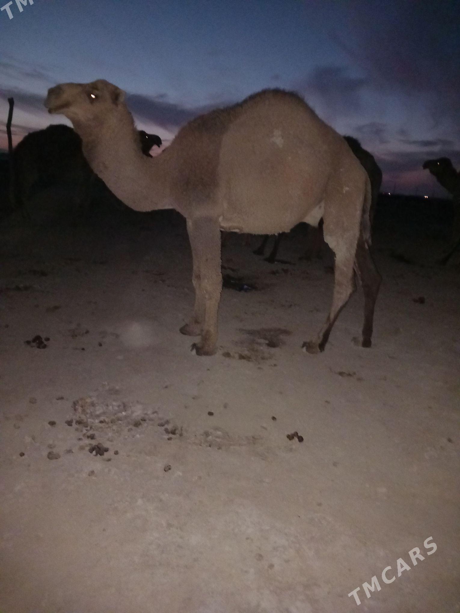 Duye - Кака - img 2