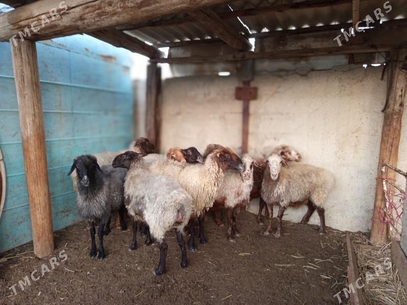 goyun - Bereket - img 3