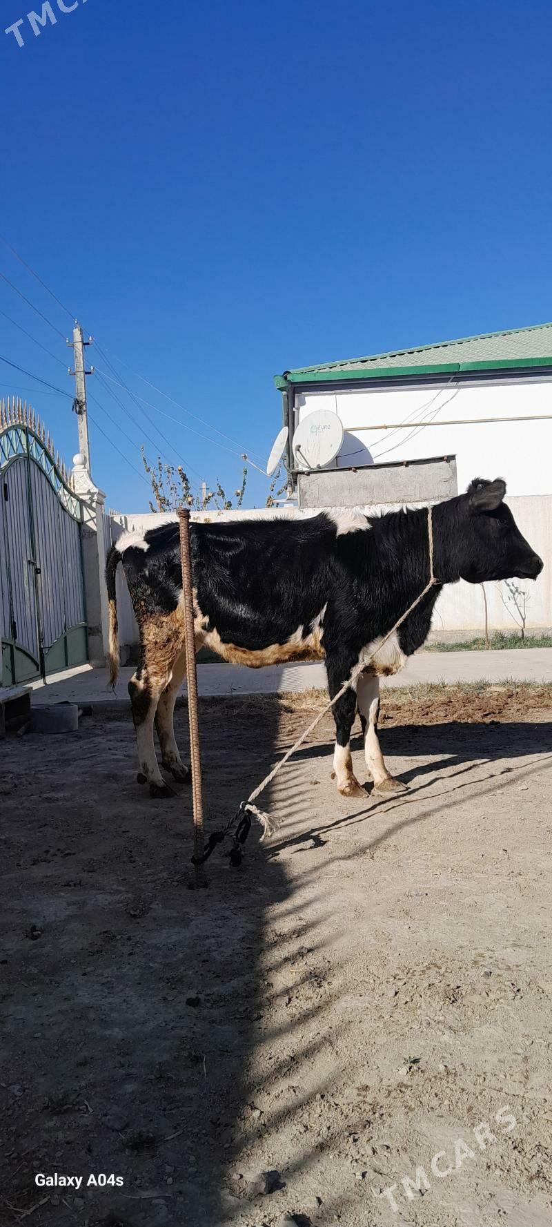 GARALA GALIŞDEÝIN TÜWE - Гёкдепе - img 3