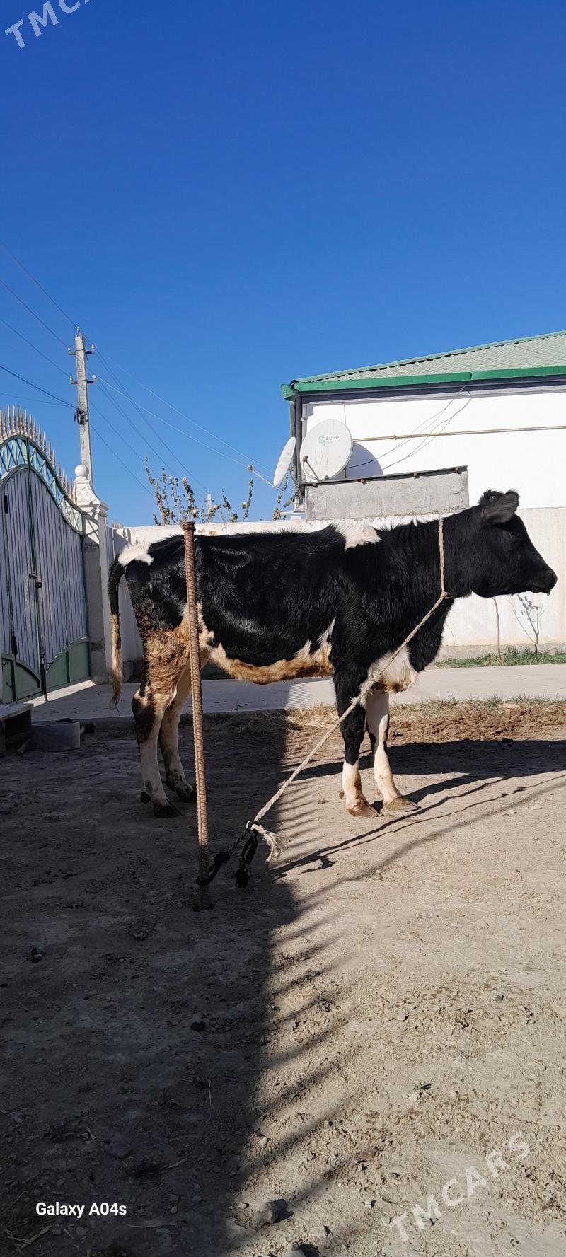 GARALA GALIŞDEÝIN TÜWE - Гёкдепе - img 4